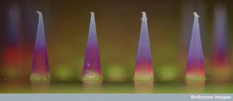 Photo Credit: Peter DeMuth, Wellcome Images